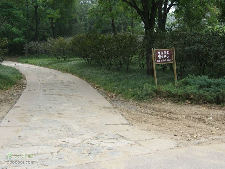 植物园拍鸽子蜜蜂野生动物迷彩树探索之旅P8073399