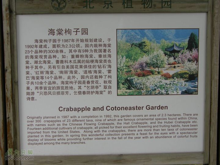 植物园拍鸽子蜜蜂野生动物迷彩树探索之旅P8073400