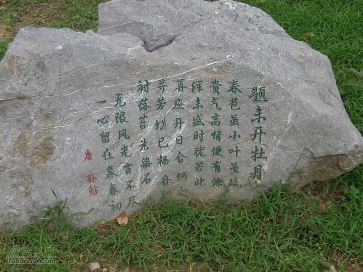 植物园拍鸽子蜜蜂野生动物迷彩树探索之旅P8073401