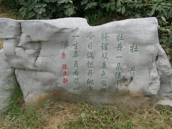 植物园拍鸽子蜜蜂野生动物迷彩树探索之旅P8073403