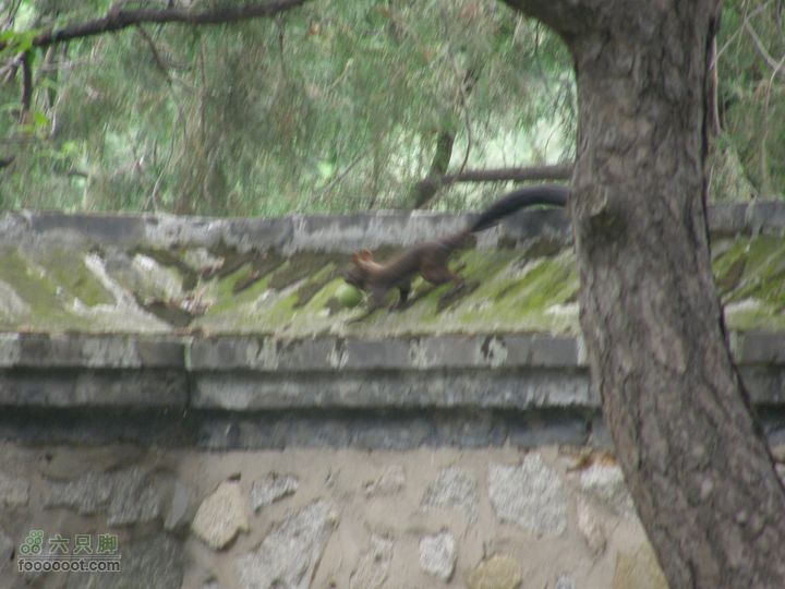 植物园拍鸽子蜜蜂野生动物迷彩树探索之旅尾巴很长呀