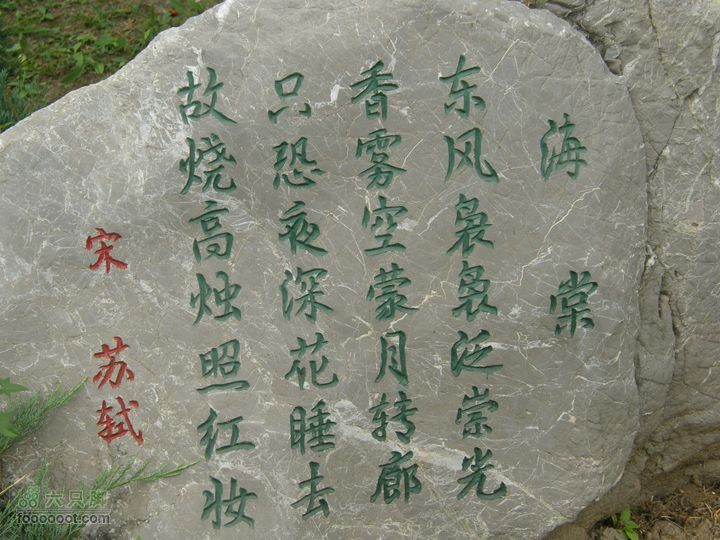 植物园拍鸽子蜜蜂野生动物迷彩树探索之旅P8073410