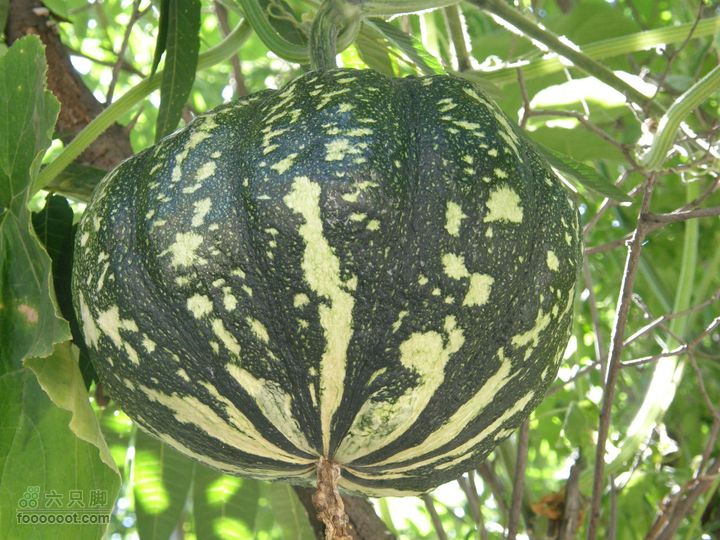 韭园、马致远故居、小狗之家、圈门徒步穿越P8153282