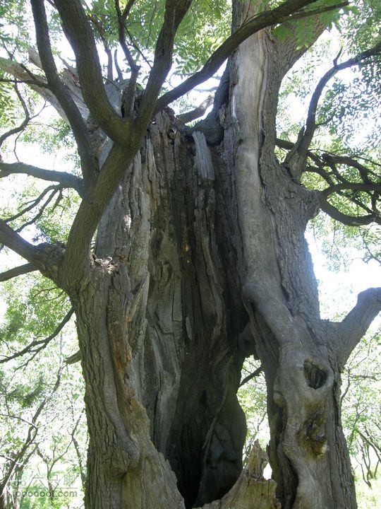 韭园、马致远故居、小狗之家、圈门徒步穿越P8153302