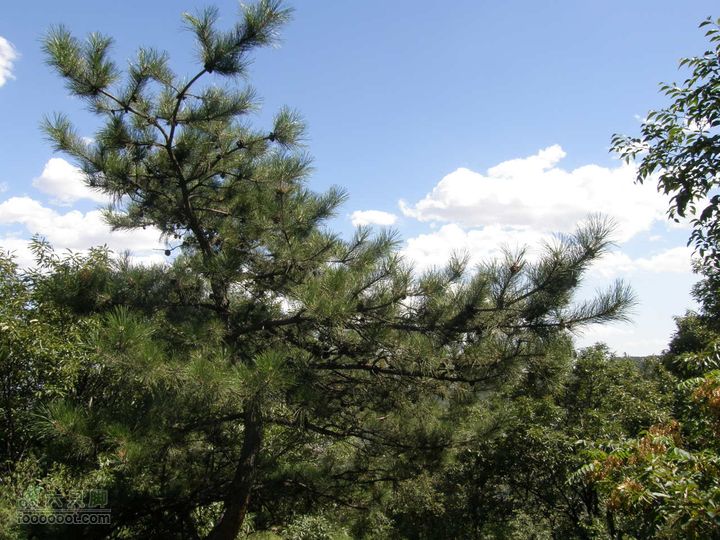 韭园、马致远故居、小狗之家、圈门徒步穿越P8153391