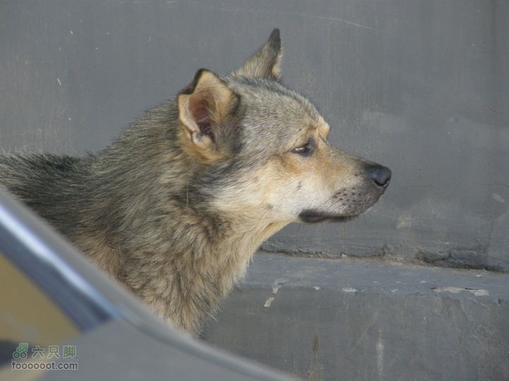 韭园、马致远故居、小狗之家、圈门徒步穿越P8153415