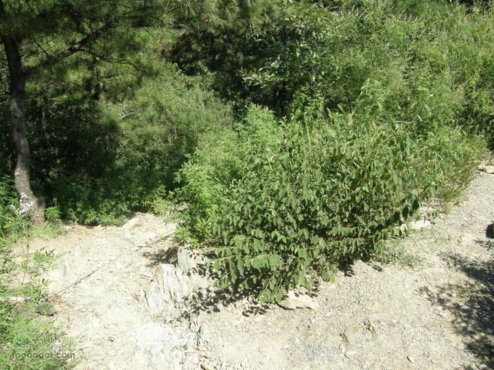 韭园、马致远故居、小狗之家、圈门徒步穿越P8153392