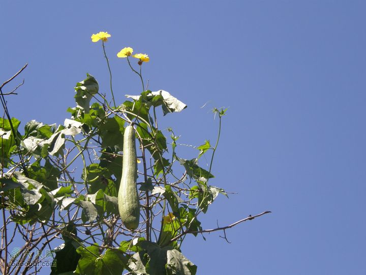 韭园、马致远故居、小狗之家、圈门徒步穿越P8153280