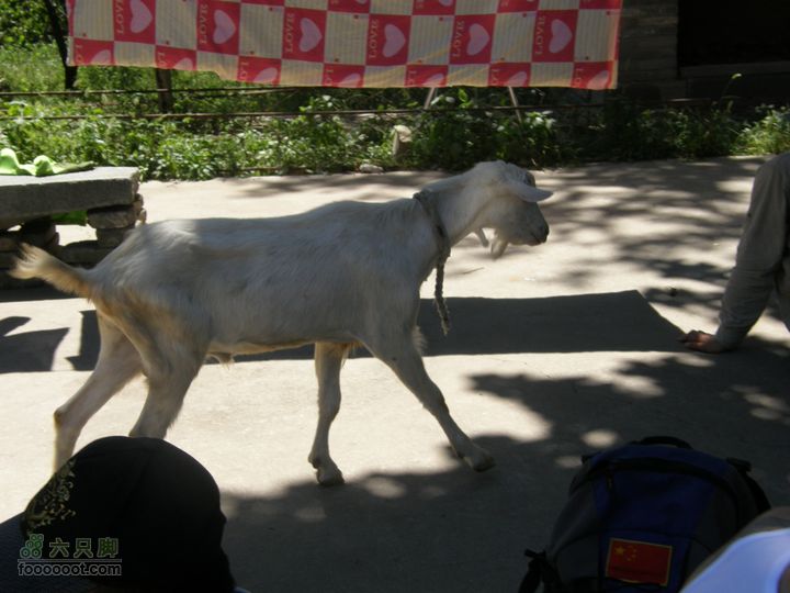 韭园、马致远故居、小狗之家、圈门徒步穿越P8153318