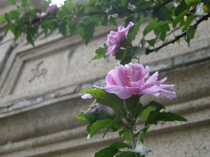 长椿寺、报国寺、天宁寺、法源寺游--寻找逝去的宣南文化P8173473