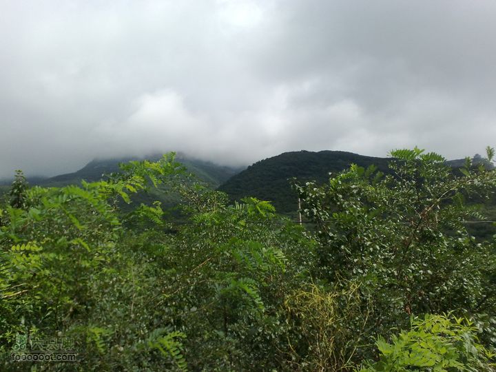 大连金州大黑山森林公园自驾观光20100829573
