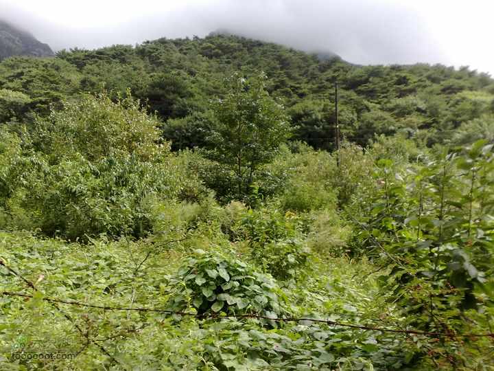 大连金州大黑山森林公园自驾观光20100829581