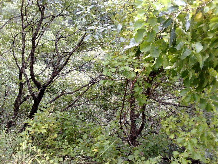 大连金州大黑山森林公园自驾观光20100829586