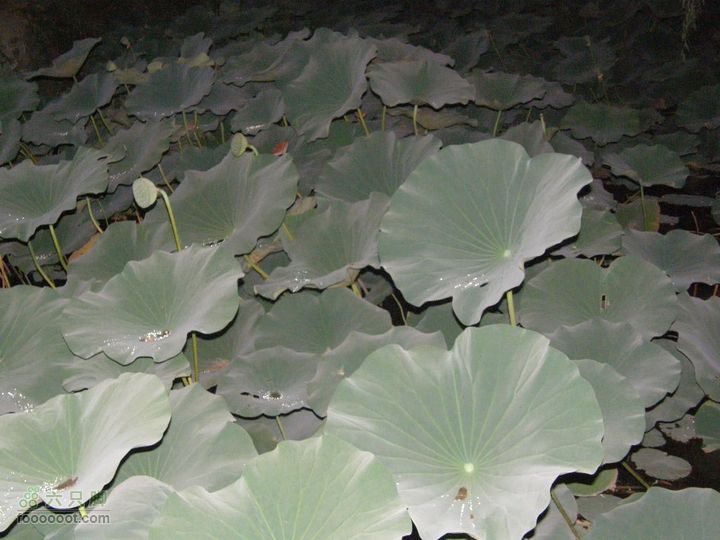 新鲜出炉-模式口-法海寺-八大处夜爬（模八夜爬）八大处门口的荷花