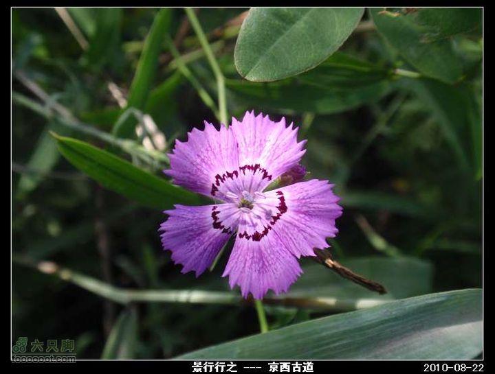 秋日遍尝野果-马致远故居、牛角岭关城、水峪嘴徒步探洞nEO_IMG_P8226435