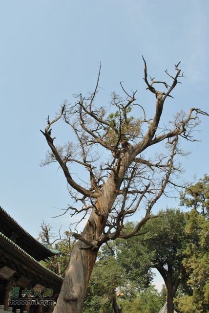晋祠DSC_0480