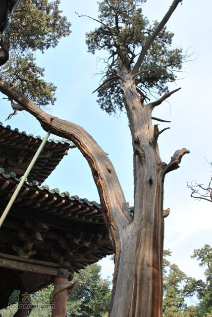 晋祠DSC_0490