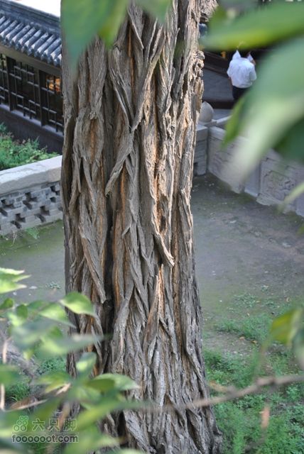 晋祠DSC_0508