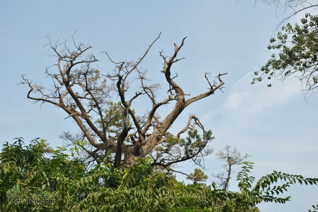晋祠DSC_0511