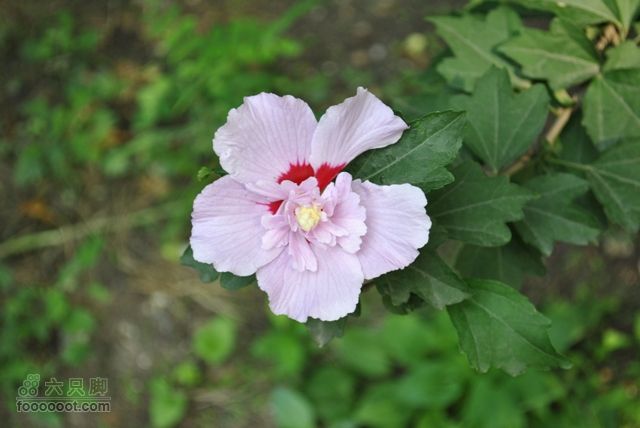 晋祠DSC_0513