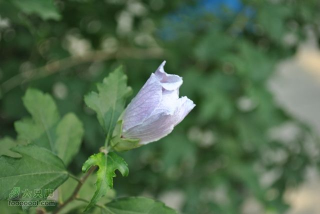晋祠DSC_0514