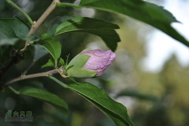 晋祠DSC_0515