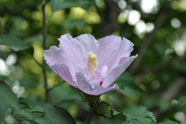 晋祠DSC_0519