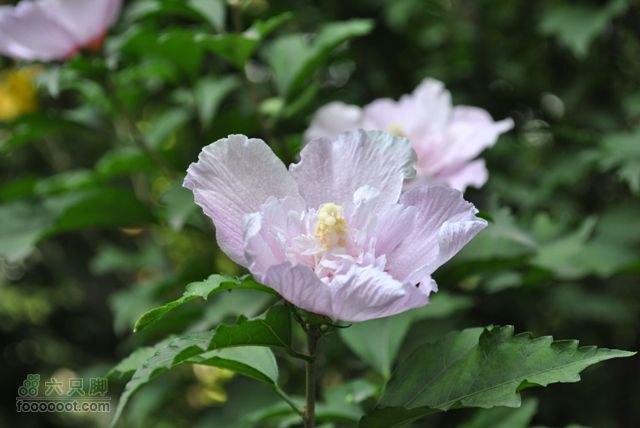 晋祠DSC_0520