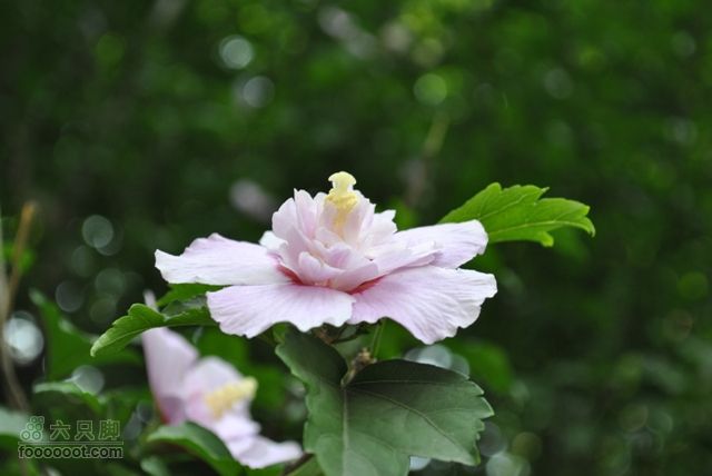 晋祠DSC_0522