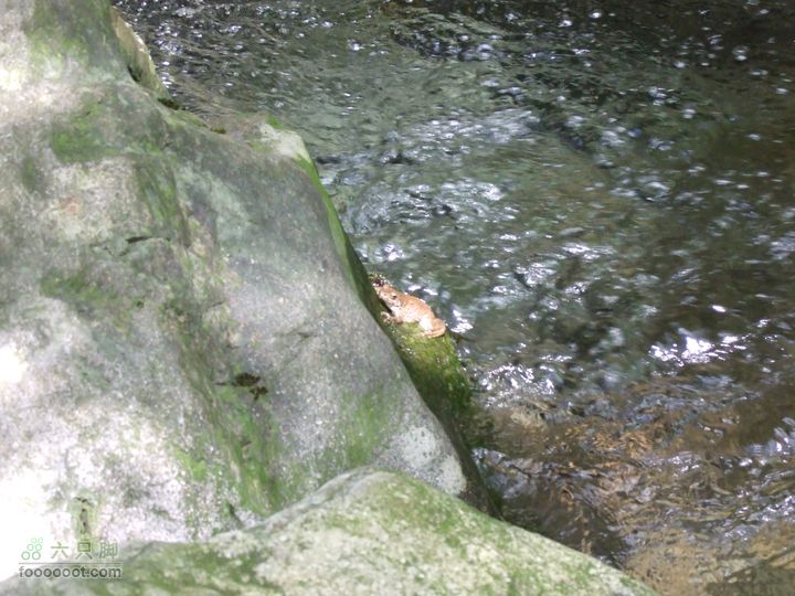中坡山森林公园（网友又称交坑）溪边的青蛙