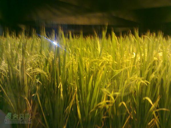 世博游第一日之风雨同行国人足以骄傲的成就