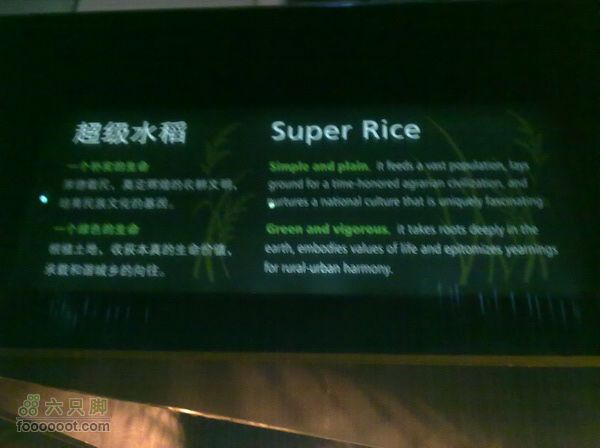 世博游第一日之风雨同行超级水稻