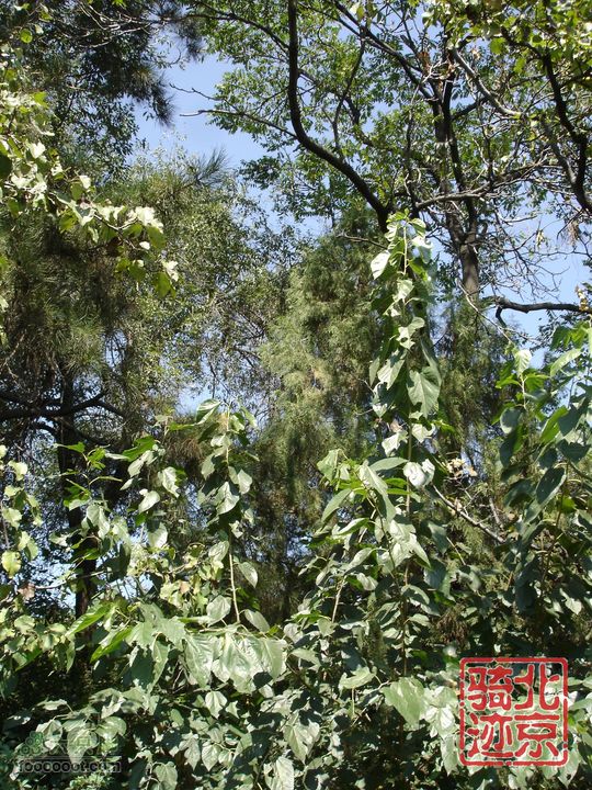 北京骑迹28 寻访百年枣树王 品尜尜皇室贡枣峪口村“车王坟”