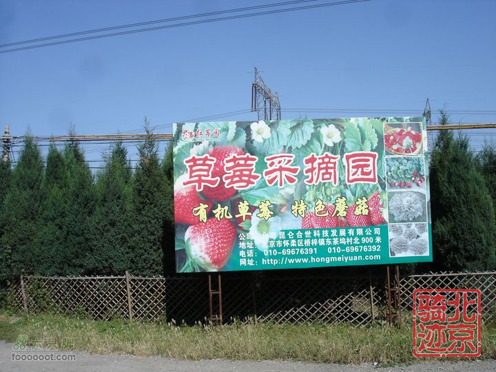 北京骑迹28 寻访百年枣树王 品尜尜皇室贡枣nEO_IMG_DSC05481