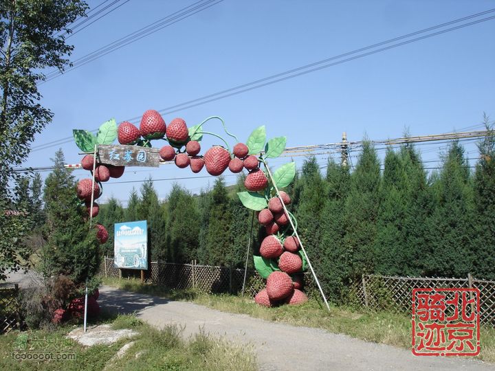 北京骑迹28 寻访百年枣树王 品尜尜皇室贡枣nEO_IMG_DSC05482