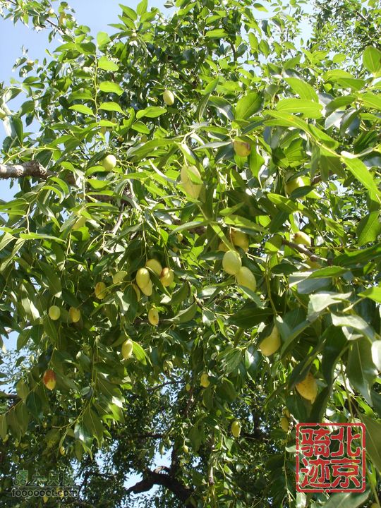 北京骑迹28 寻访百年枣树王 品尜尜皇室贡枣尜尜枣树