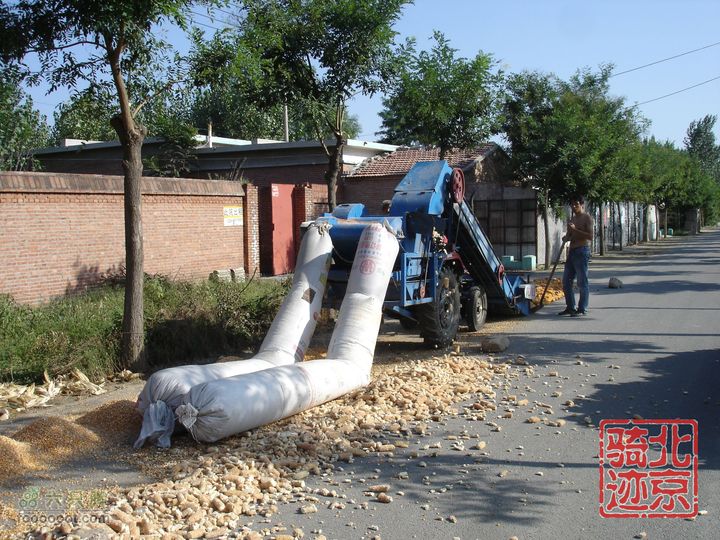 北京骑迹28 寻访百年枣树王 品尜尜皇室贡枣机械化玉米脱粒
