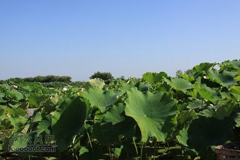 20100911白洋淀IMG_1969_眸目压缩