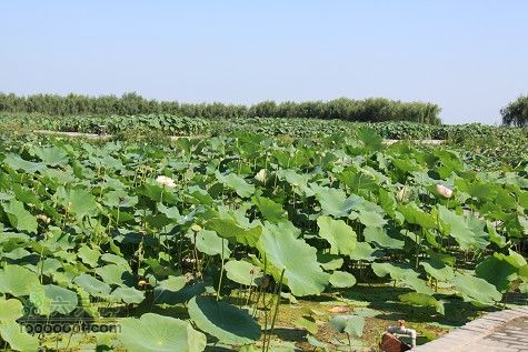 20100911白洋淀IMG_1970_眸目压缩