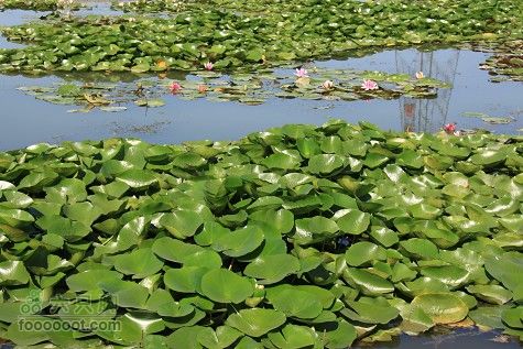 20100911白洋淀IMG_1974_眸目压缩