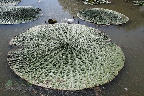 20100911白洋淀IMG_1975_眸目压缩