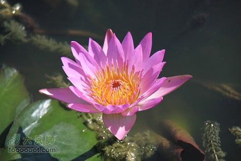 20100911白洋淀IMG_1980_眸目压缩