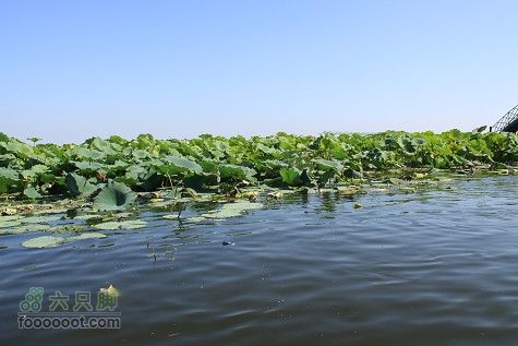 20100911白洋淀IMG_1983_眸目压缩