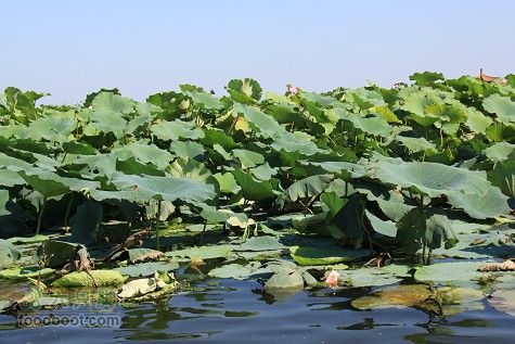 20100911白洋淀IMG_1984_眸目压缩