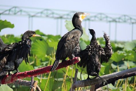 20100911白洋淀IMG_1985_眸目压缩