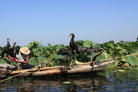 20100911白洋淀IMG_1986_眸目压缩
