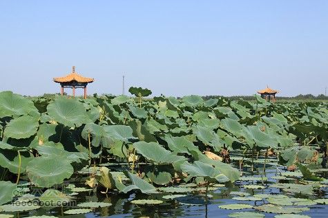 20100911白洋淀IMG_1987_眸目压缩