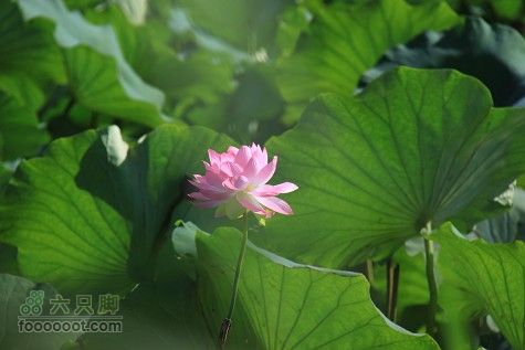 20100911白洋淀IMG_1999_眸目压缩