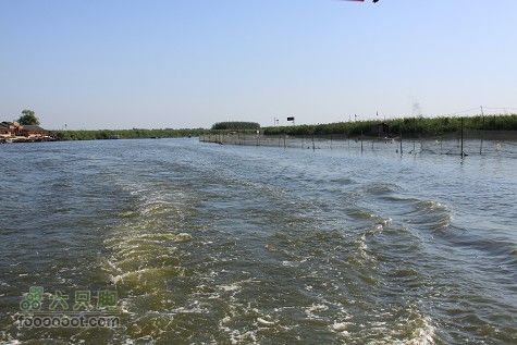 20100911白洋淀IMG_2004_眸目压缩