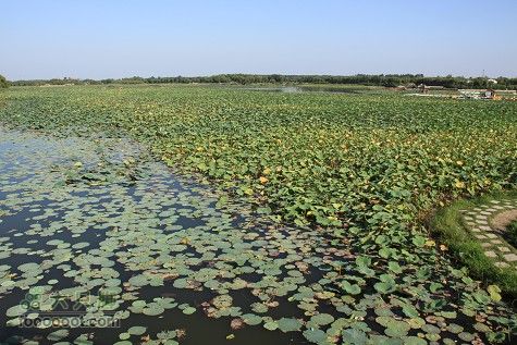 20100911白洋淀IMG_2020_眸目压缩